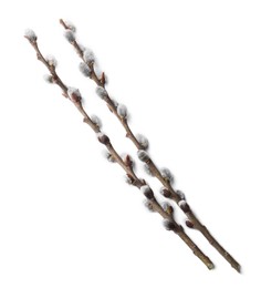 Photo of Beautiful pussy willow branches with flowering catkins isolated on white, top view