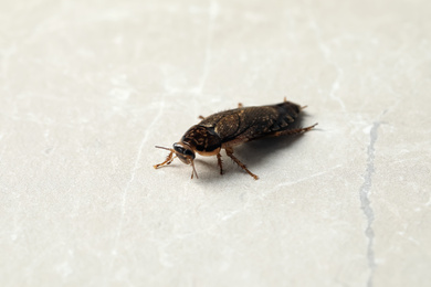 Brown cockroach on light grey marble background. Pest control