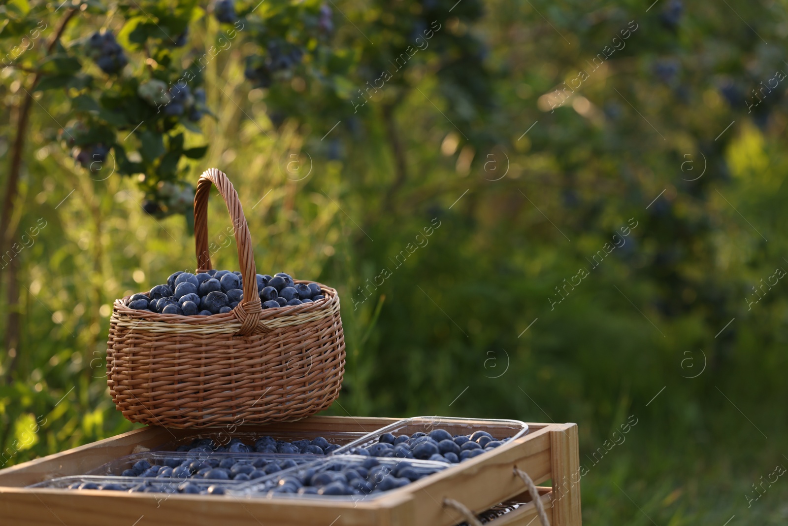 Photo of Tasty ripe blueberries on farm, space for text. Seasonal berries