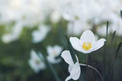 Photo of Beautiful blossoming Japanese anemone flowers outdoors on spring day