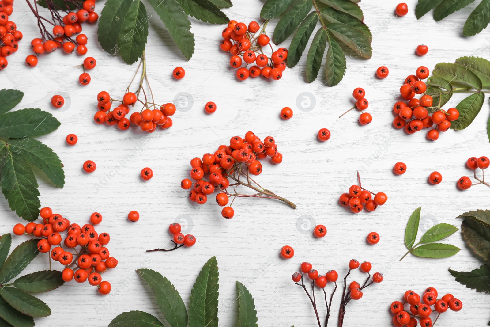 Photo of Fresh ripe rowan berries and green leaves on white wooden table, flat lay