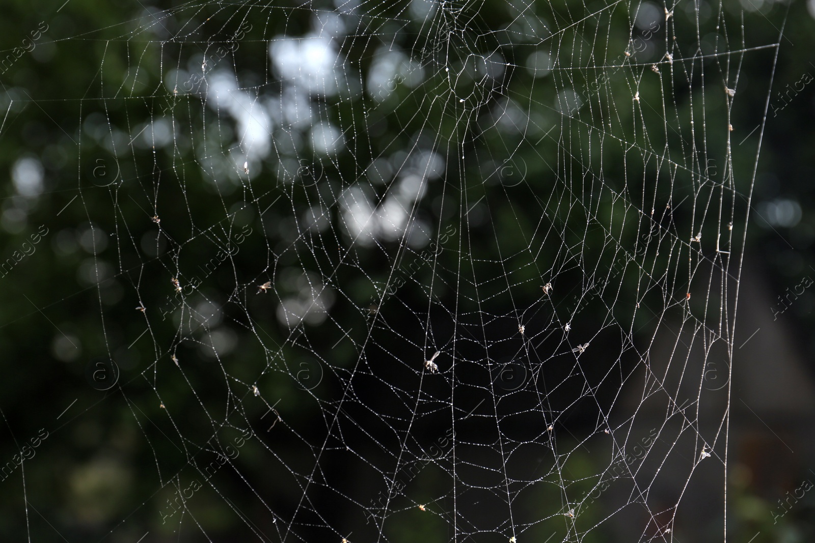 Photo of Closeup view of spiderweb with dew drops outdoors