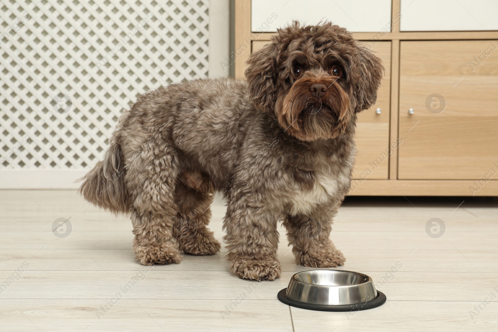 Photo of Cute Maltipoo dog and his bowl at home. Lovely pet