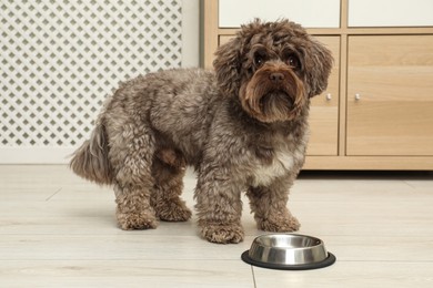 Photo of Cute Maltipoo dog and his bowl at home. Lovely pet