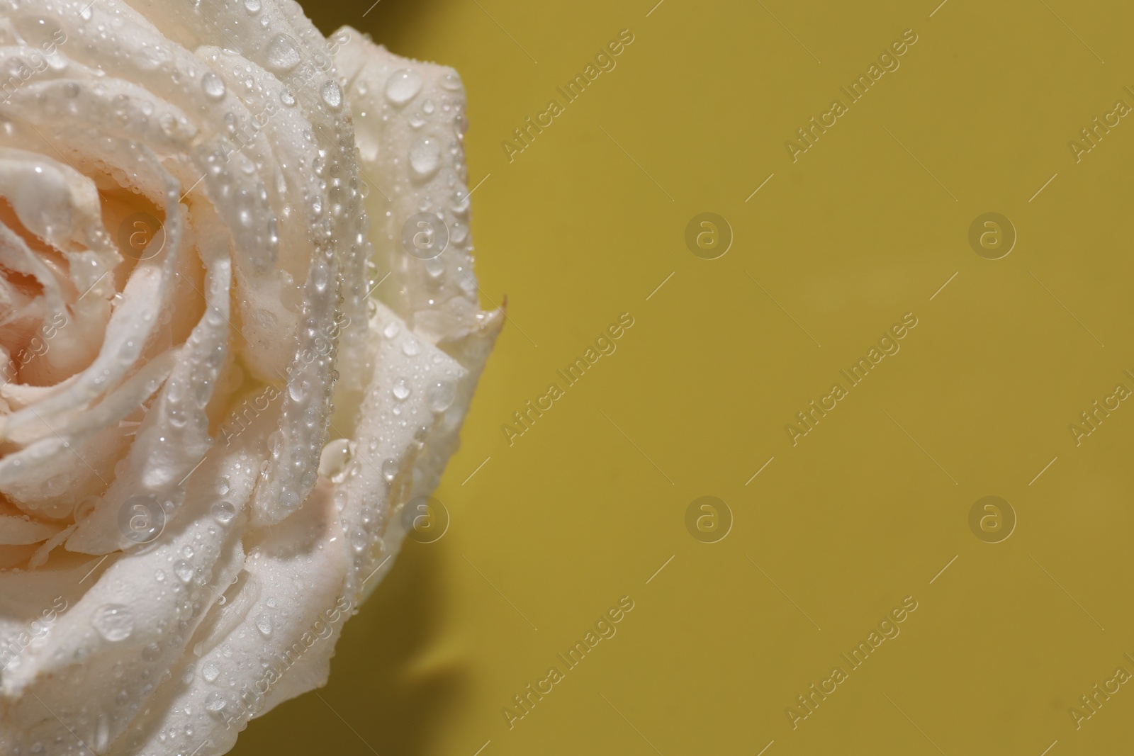 Photo of Beautiful rose flower with water drops on pale yellow, closeup. Space for text