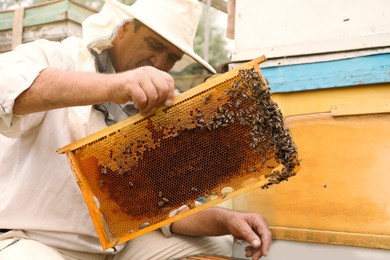 Photo of Beekeeper in uniform taking frame from hive at apiary. Harvesting honey