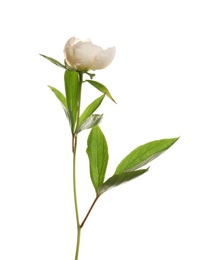 Fragrant peony on white background. Beautiful spring flower