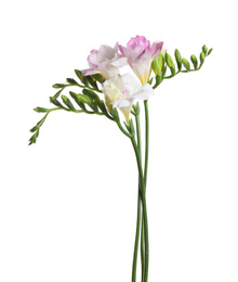 Photo of Beautiful bright freesia flowers on white background