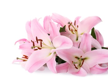 Photo of Beautiful pink lily flowers on white background