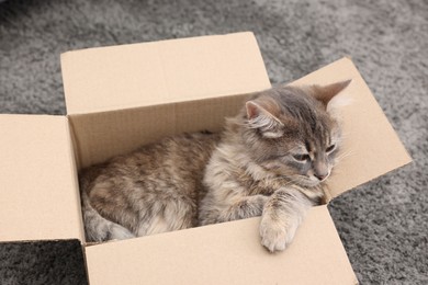 Photo of Cute fluffy cat in cardboard box on carpet