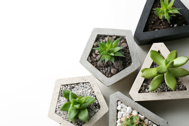 Succulent plants on white table, flat lay. Space for text