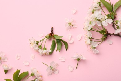 Beautiful spring tree blossoms and petals on pink background, flat lay