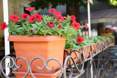 Photo of Beautiful red flowers in plant pot outdoors