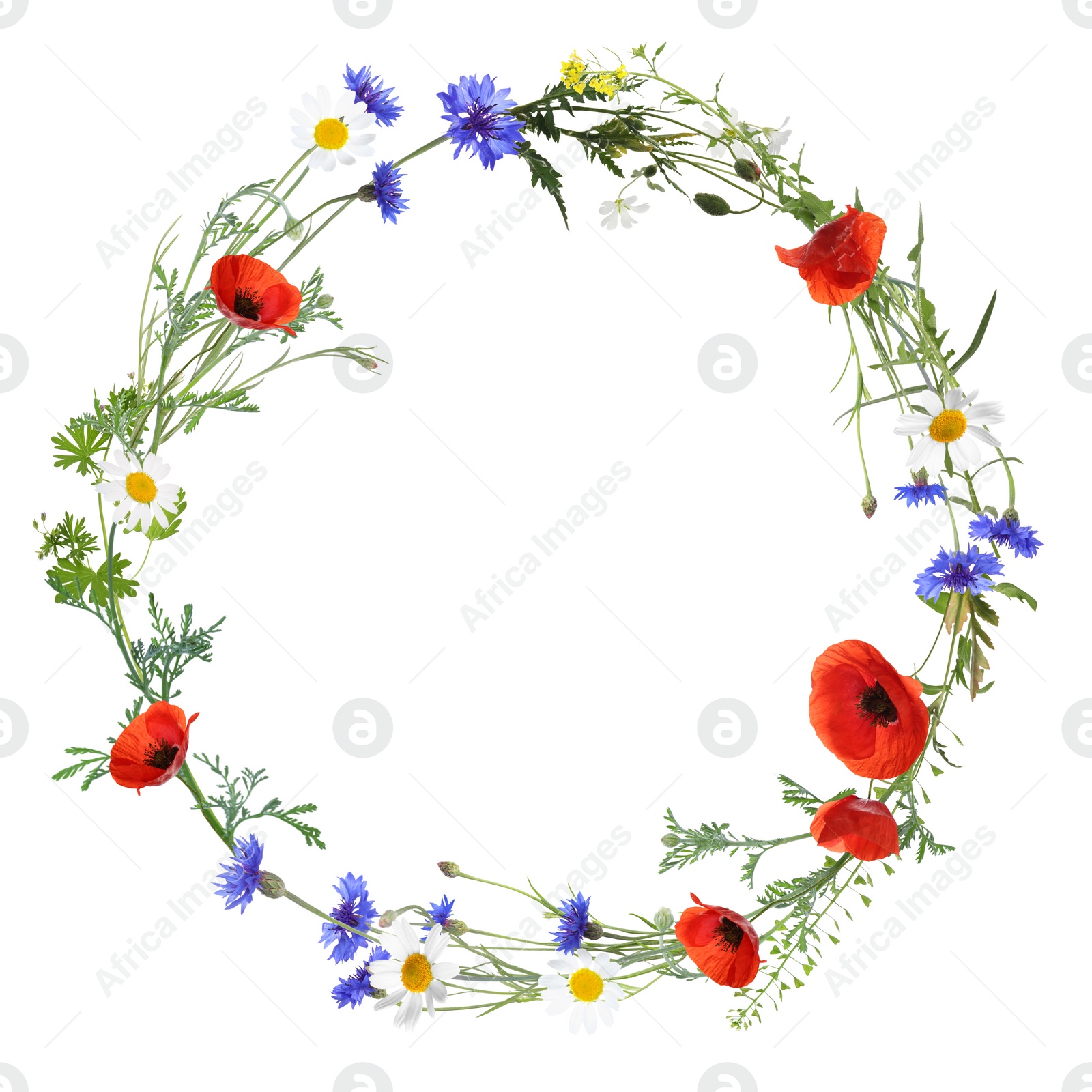 Image of Wreath of beautiful wild flowers isolated on white