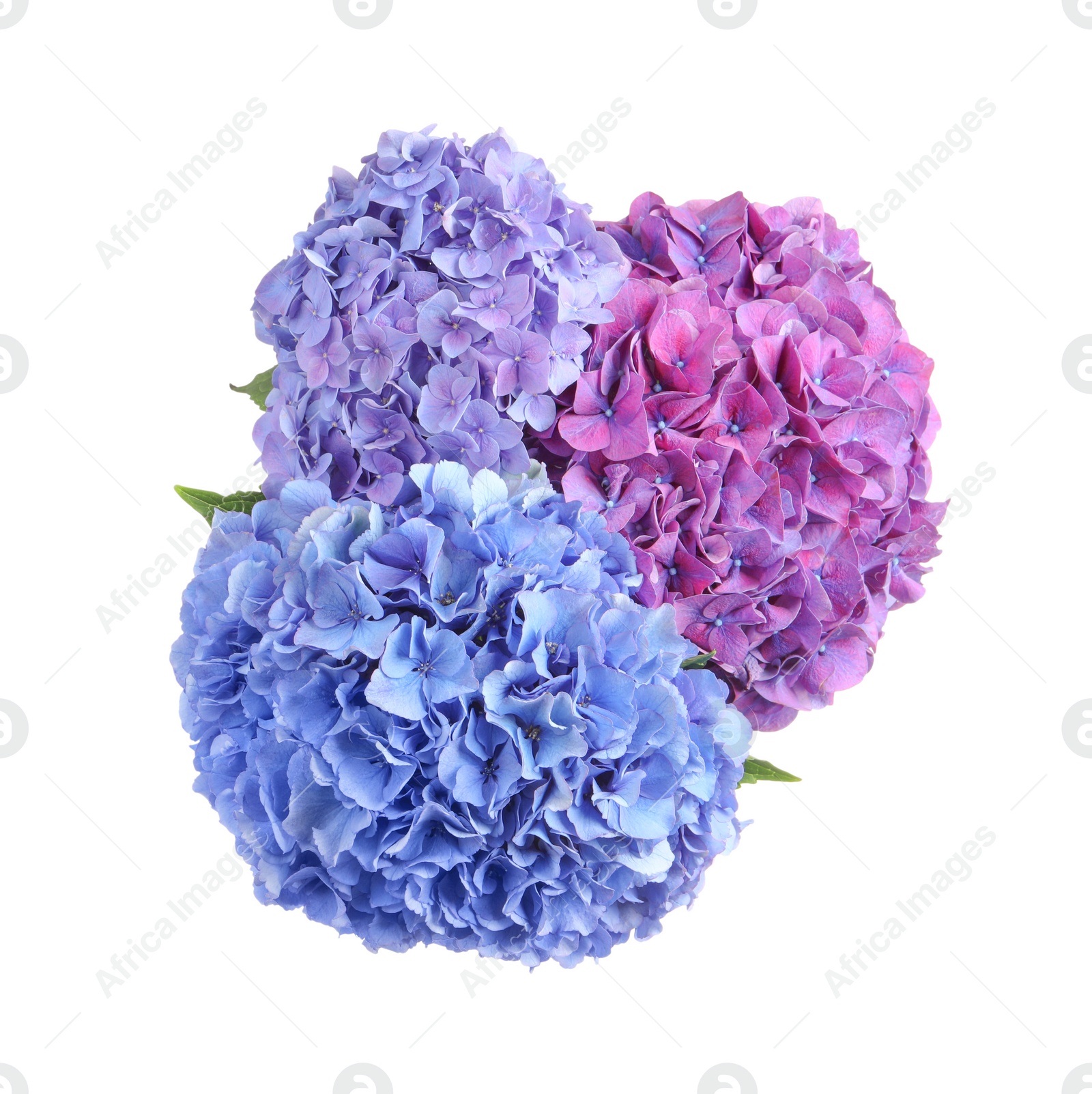 Photo of Bouquet of beautiful hortensia flowers on white background, top view