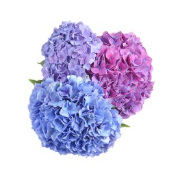 Photo of Bouquet of beautiful hortensia flowers on white background, top view