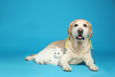 Photo of Cute Labrador dog with stethoscope as veterinarian and cat on light blue background