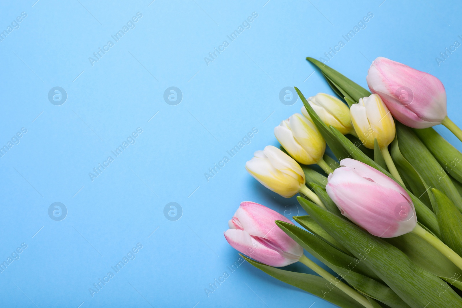 Photo of Beautiful tulips on light blue background, flat lay. Space for text