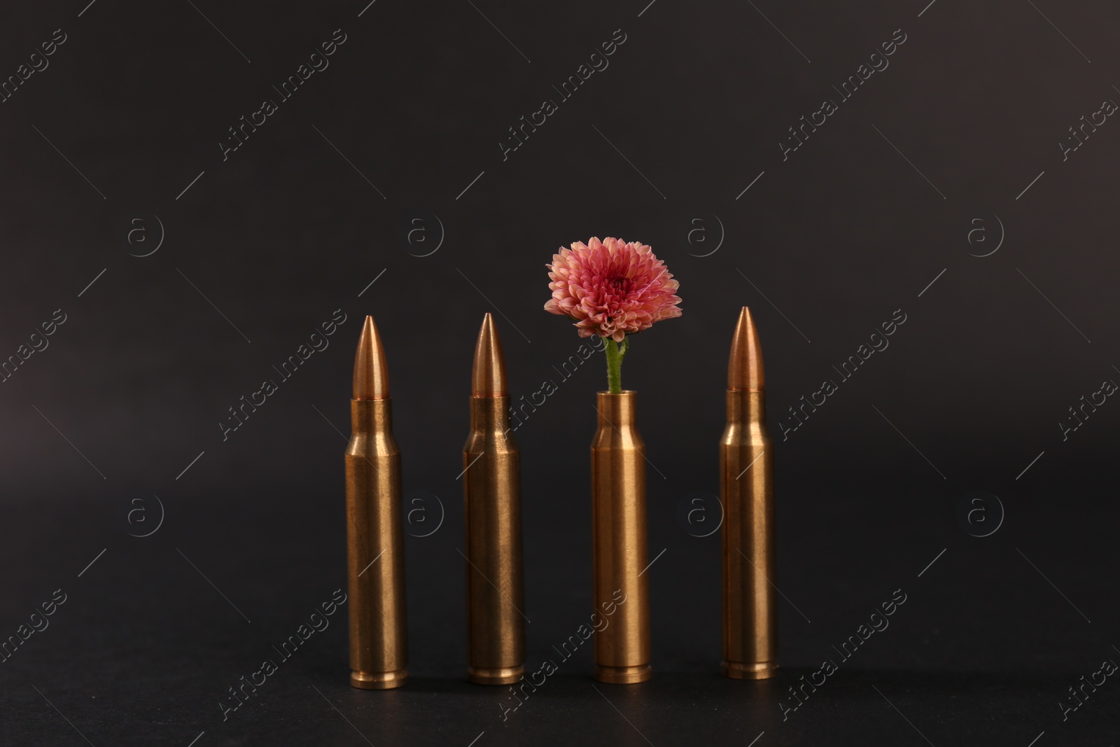Photo of Bullets and cartridge case with beautiful flower on black background