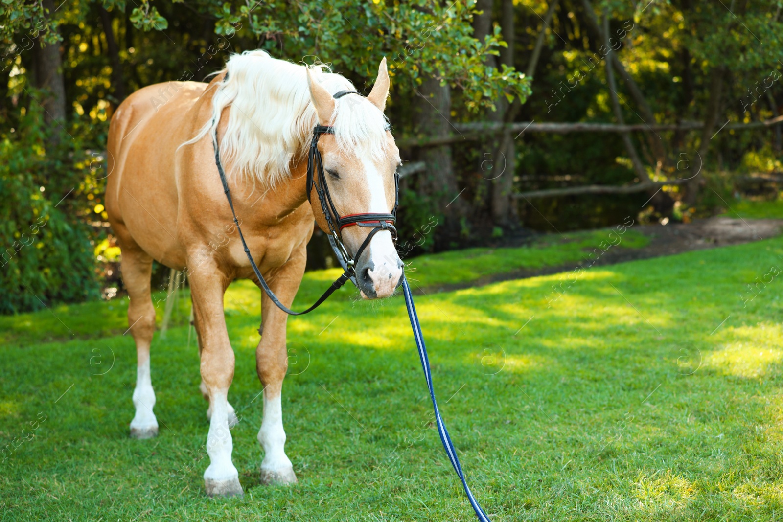 Photo of Palomino horse in bridle outdoors on sunny day