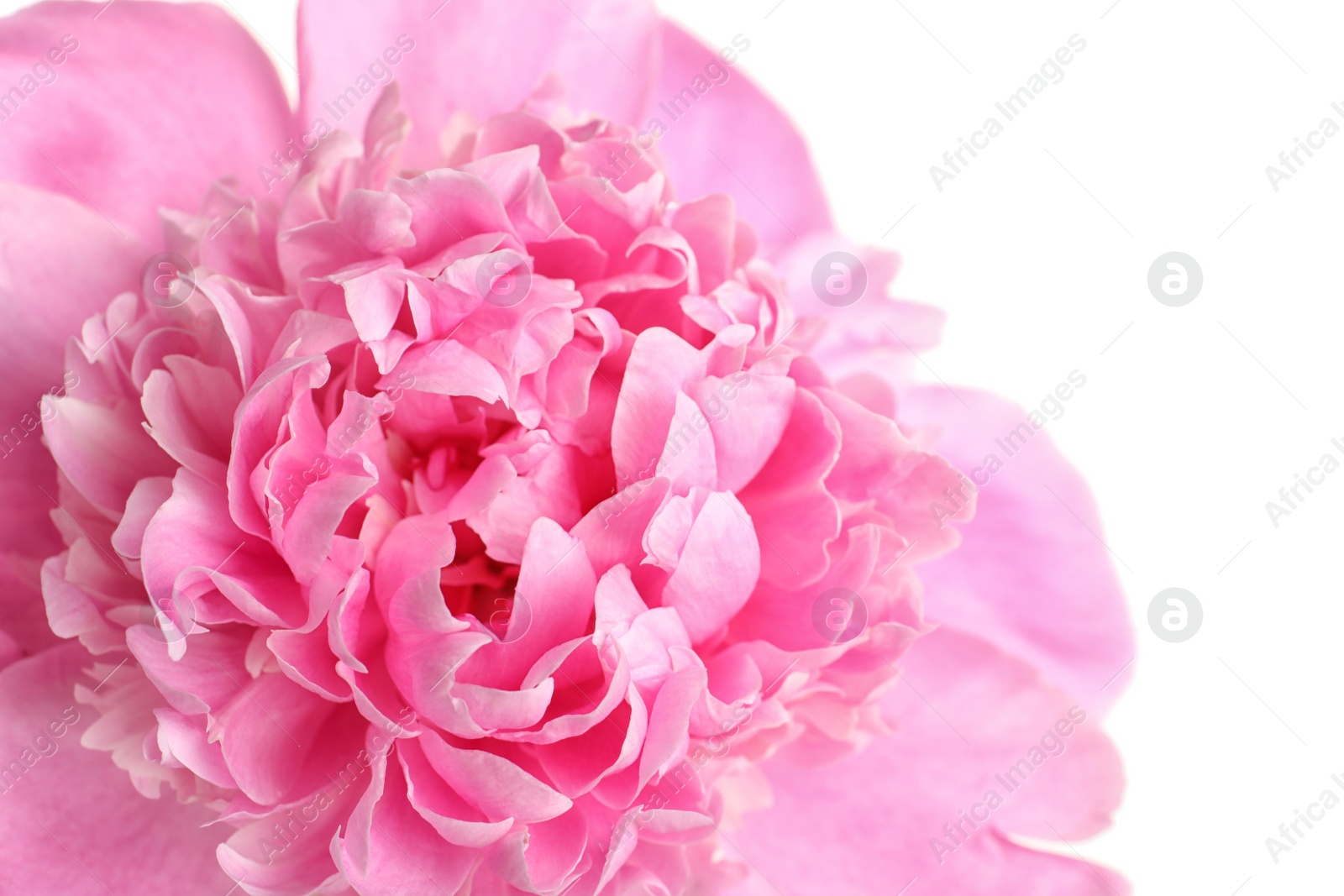 Photo of Beautiful fresh peony flower on white background, closeup