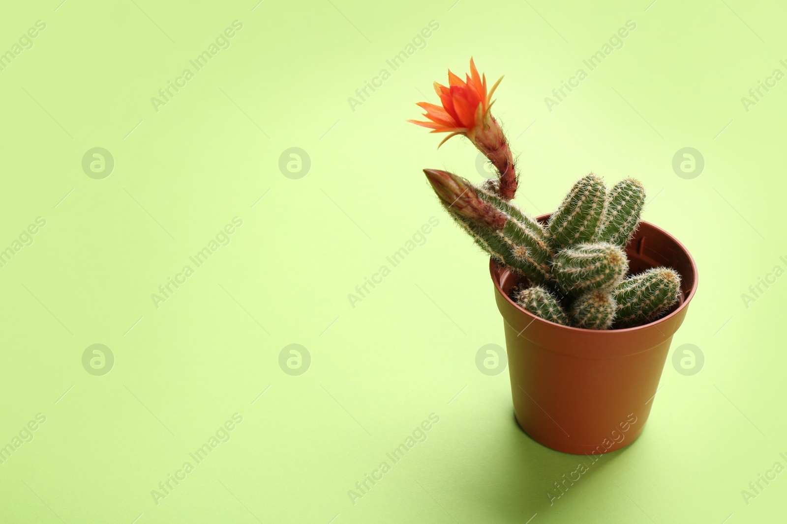 Photo of Cactus (Echinopsis chamaecereus) with beautiful red flower in pot on color background. Space for text