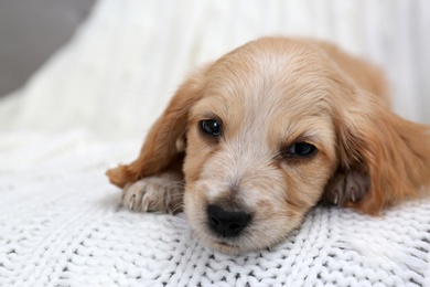 Photo of Cute English Cocker Spaniel puppy on soft plaid