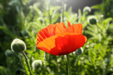 Photo of Beautiful bright red poppy flower outdoors on sunny day, closeup view