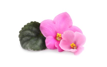 Pink flowers of violet plant and green leaf on white background