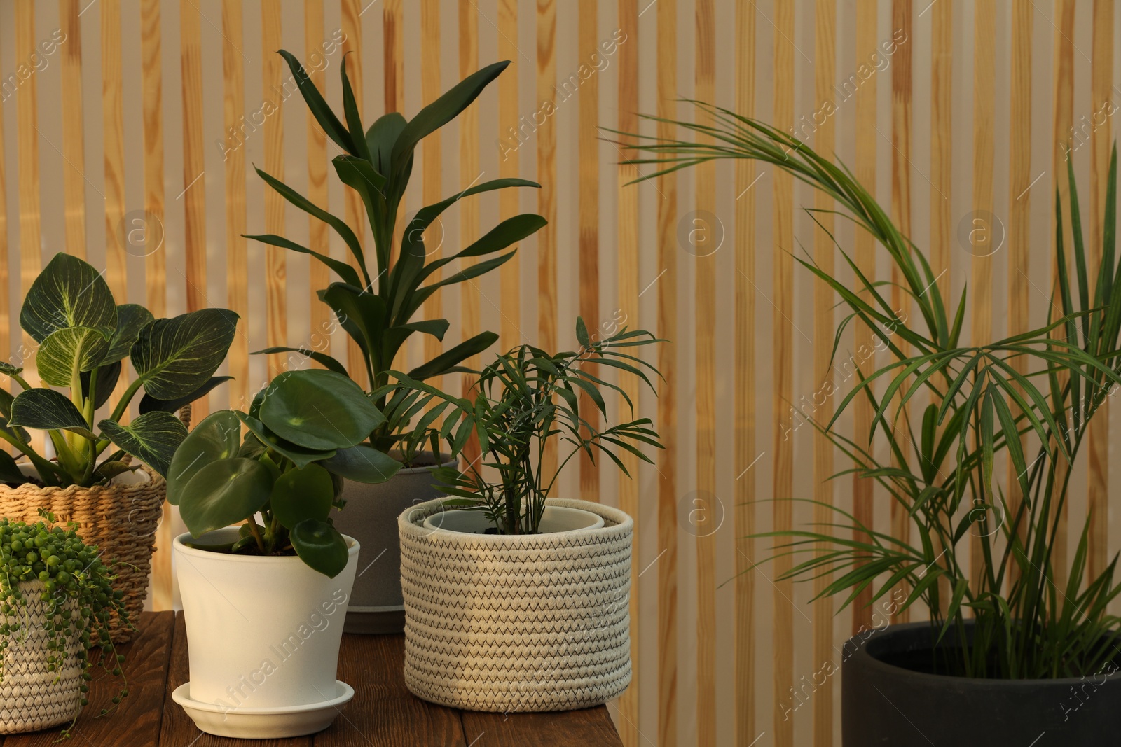 Photo of Beautiful plants in pots indoors. House decor