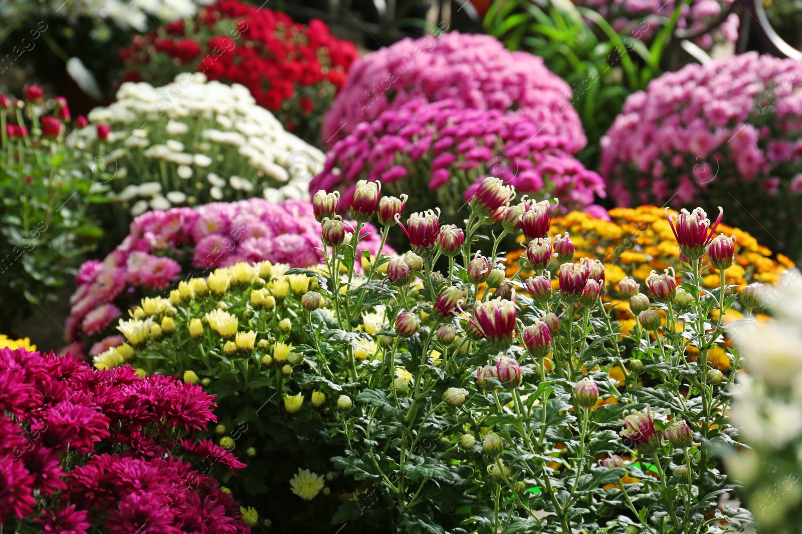 Photo of View of fresh beautiful colorful chrysanthemum flowers