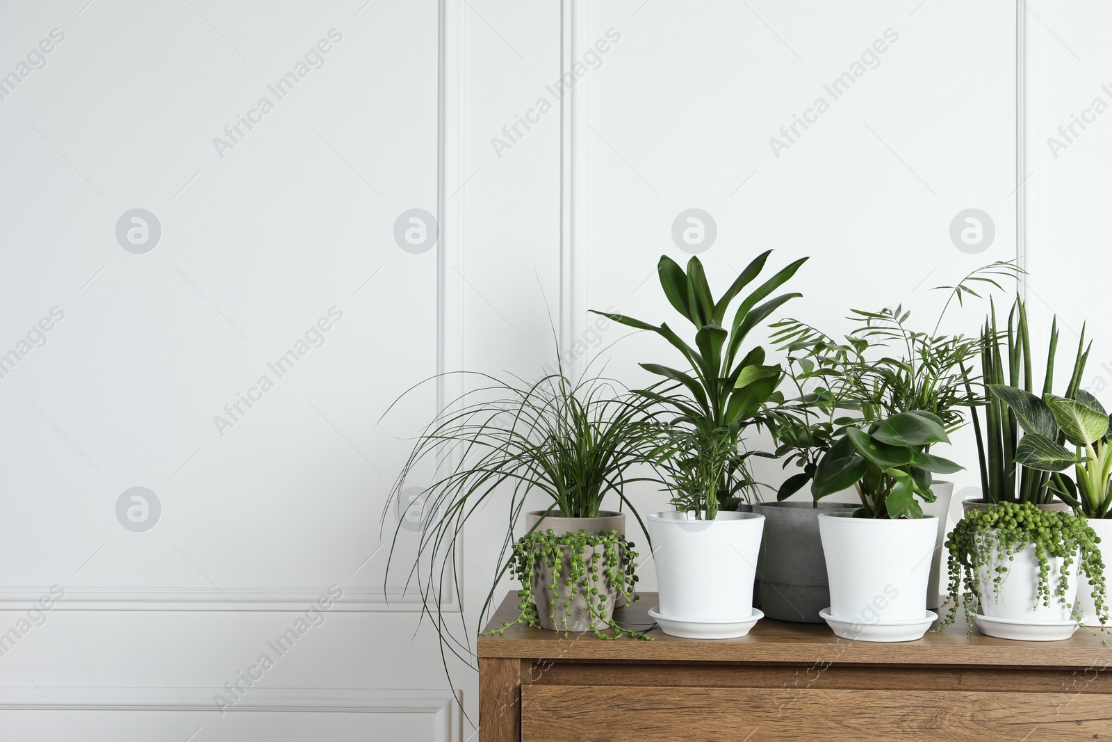 Photo of Many beautiful green potted houseplants on wooden table indoors, space for text