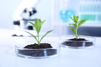 Photo of Green plants with soil in Petri dishes on table in laboratory. Biological chemistry