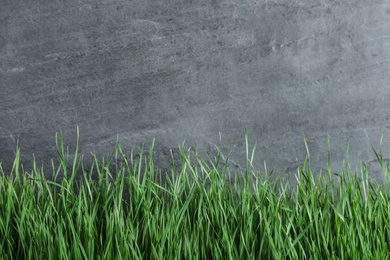 Photo of Fresh green grass near grey fence. Space for text