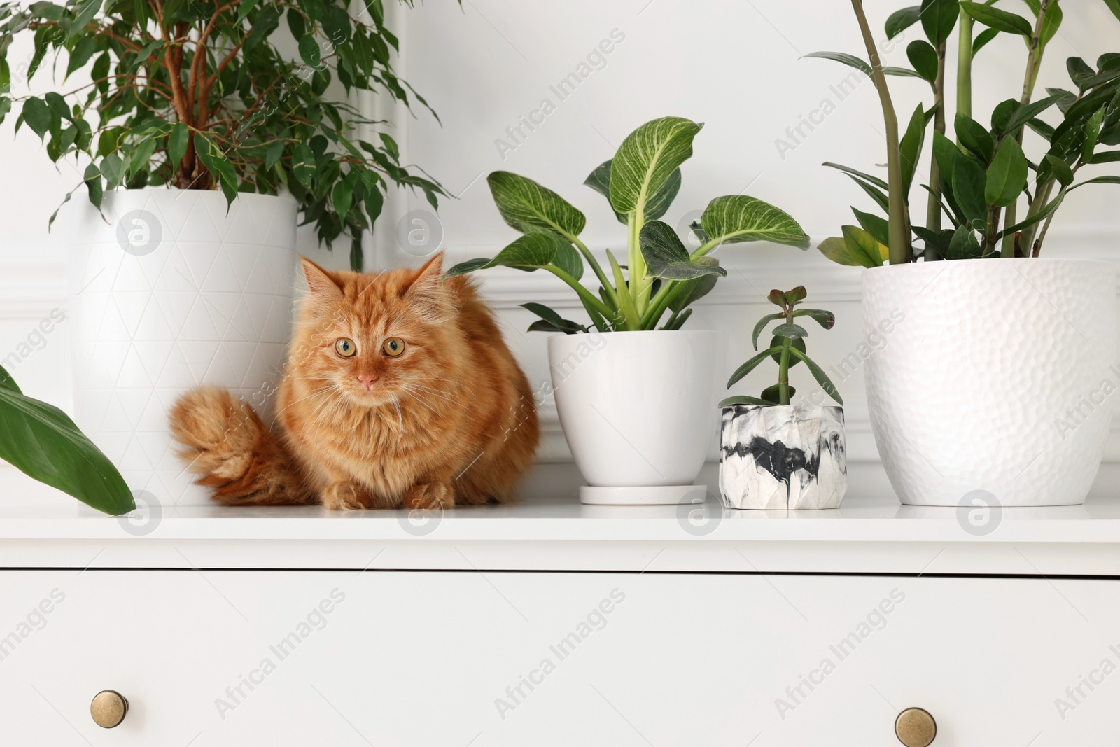 Photo of Adorable cat near green houseplants on chest of drawers at home