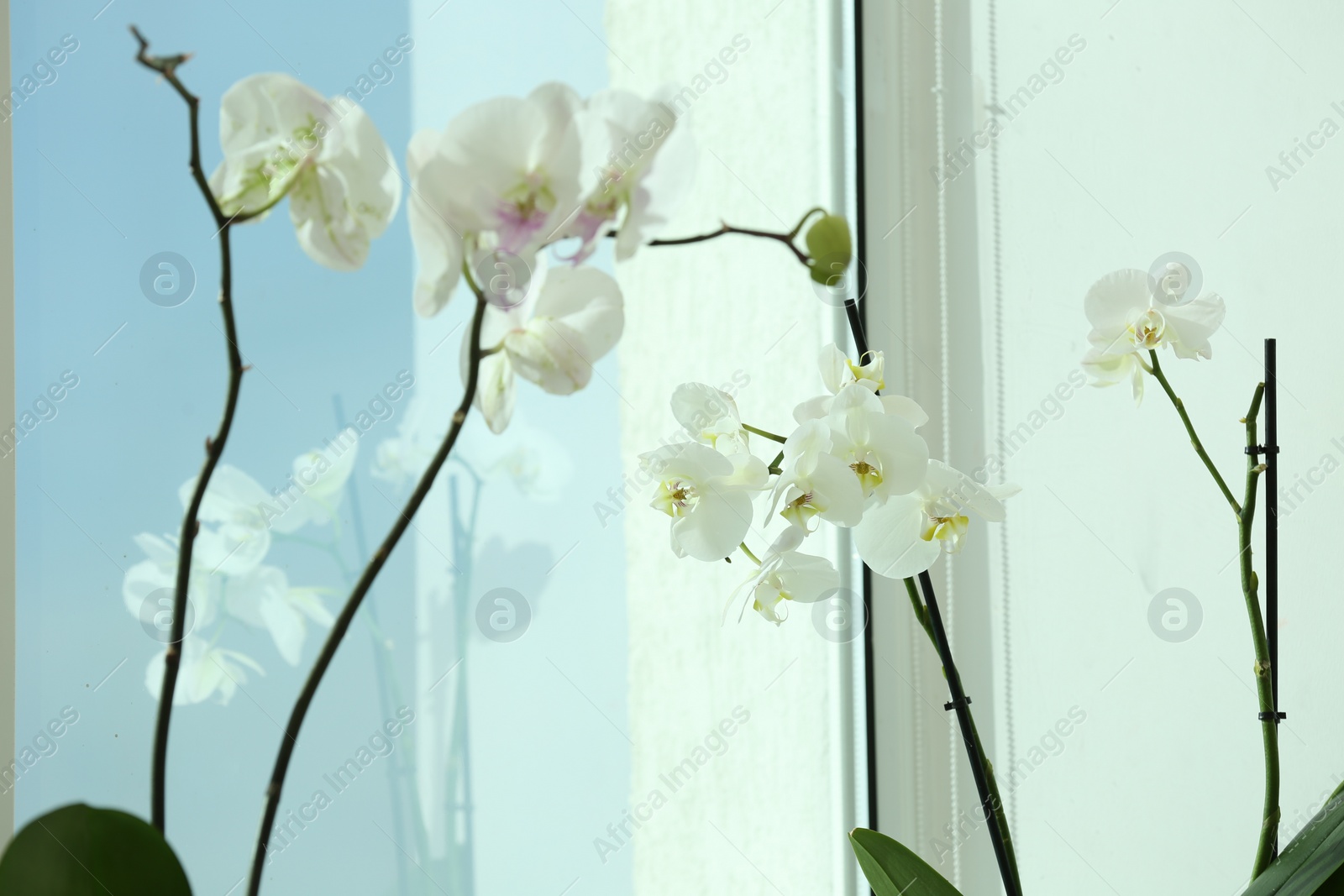 Photo of Branches with beautiful orchid flowers near window, closeup