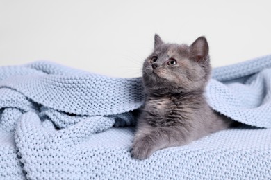 Photo of Cute fluffy kitten in light blue knitted blanket against white background