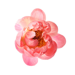 Photo of Beautiful blooming pink peony isolated on white