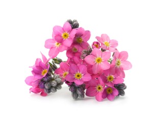 Photo of Beautiful pink Forget-me-not flowers isolated on white