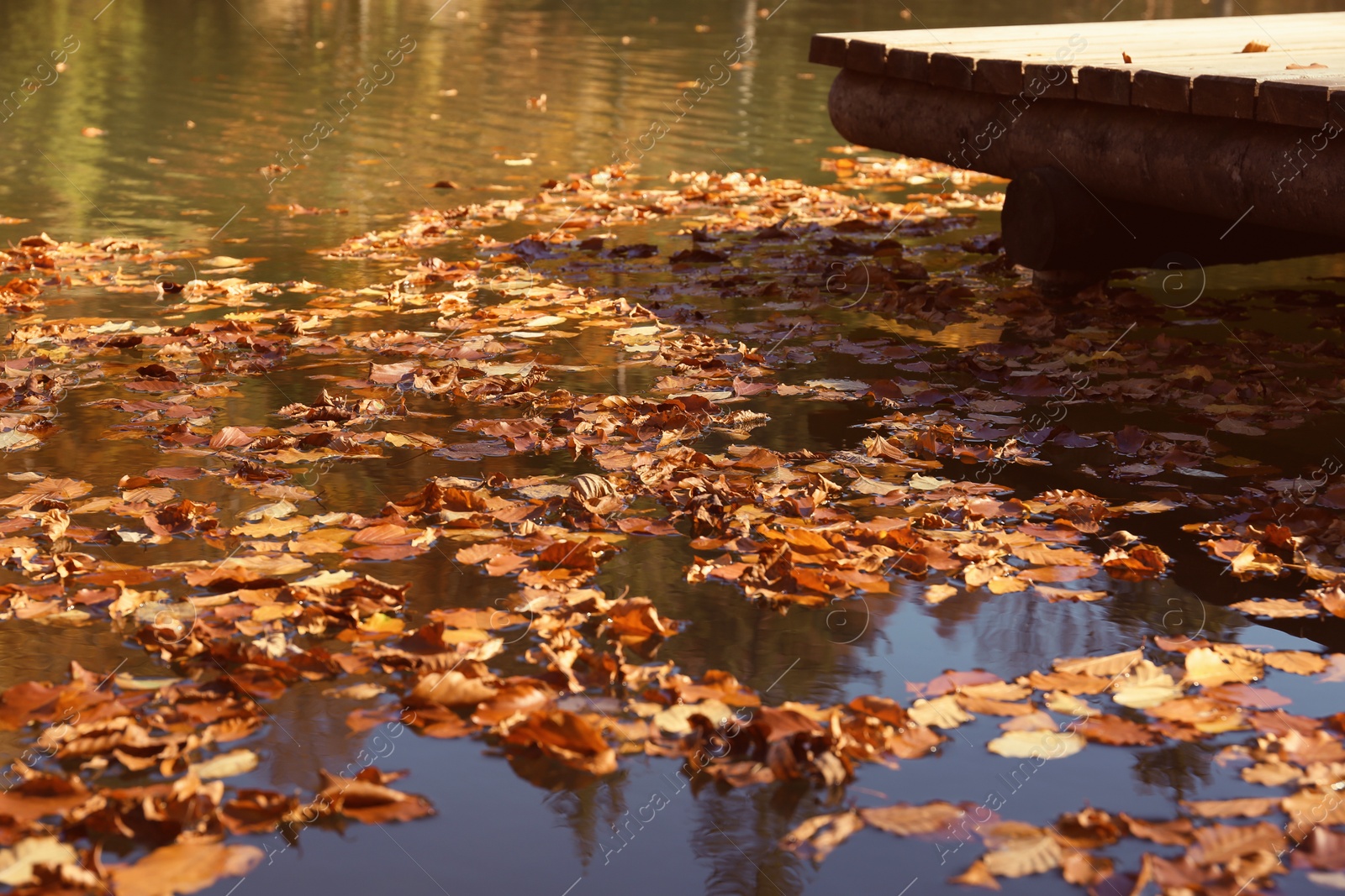 Photo of Many fallen autumn leaves on surface of pond water