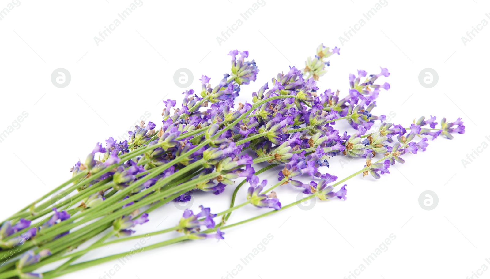 Photo of Beautiful tender lavender flowers on white background