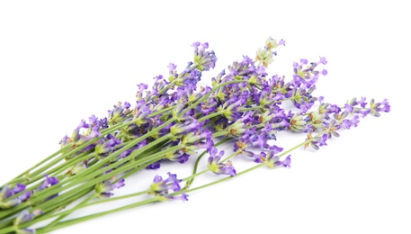 Photo of Beautiful tender lavender flowers on white background