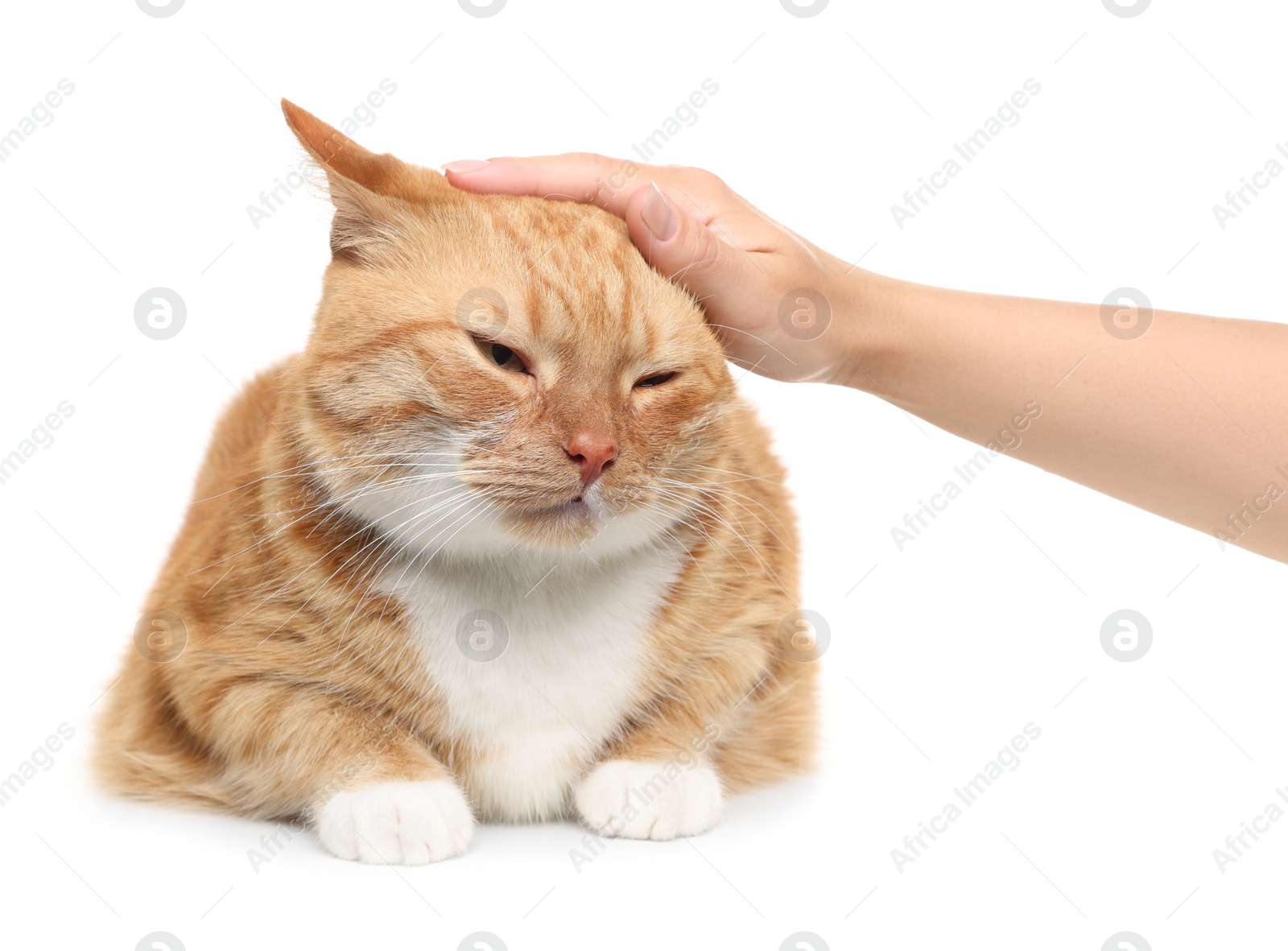 Photo of Woman petting cute ginger cat on white background, closeup. Adorable pet