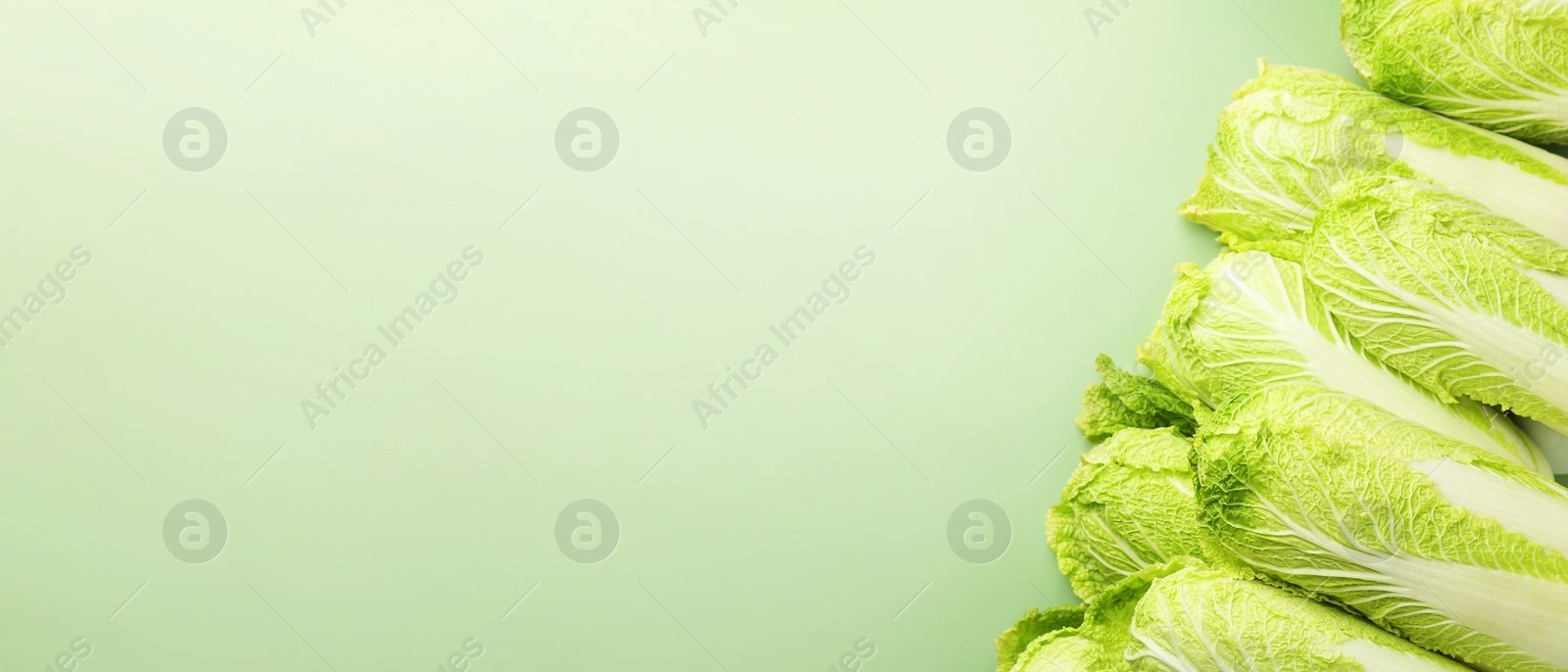 Image of Fresh ripe Chinese cabbages on green background, top view. Banner design with space for text