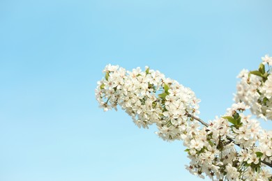 Photo of Tree with beautiful white blossom outdoors on spring day