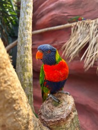 Beautiful rainbow lorikeet parrot on tropical plant outdoors