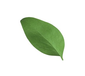 Photo of Green leaf of Ficus elastica plant isolated on white