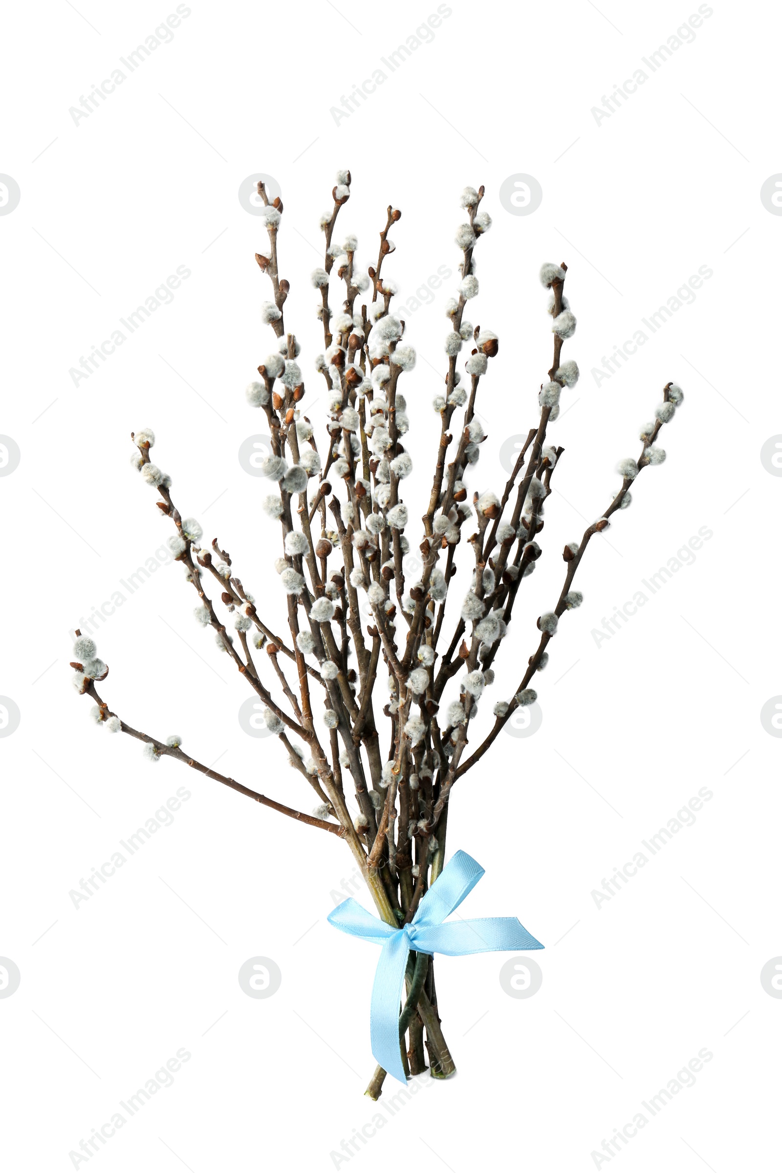 Photo of Beautiful blooming willow branches isolated on white