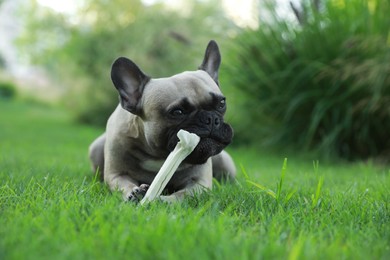 Photo of Cute French bulldog gnawing bone treat on green grass outdoors, closeup. Lovely pet