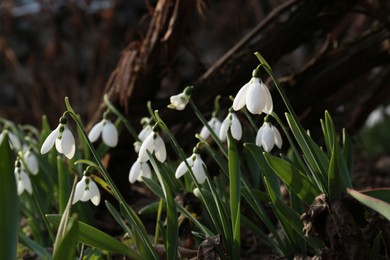 Photo of Beautiful white blooming snowdrops growing outdoors. Spring flowers
